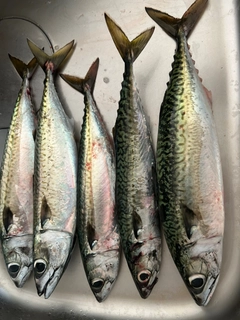 サバの釣果