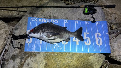 チヌの釣果