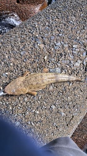 マゴチの釣果