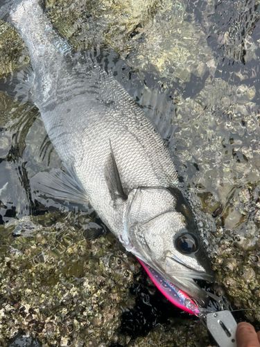 ヒラスズキの釣果
