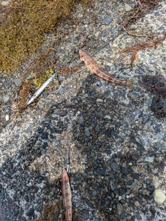 ホシノエソの釣果