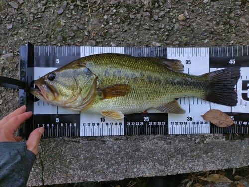 ブラックバスの釣果