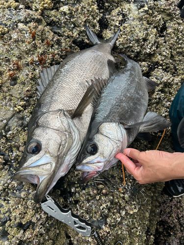 ヒラスズキの釣果