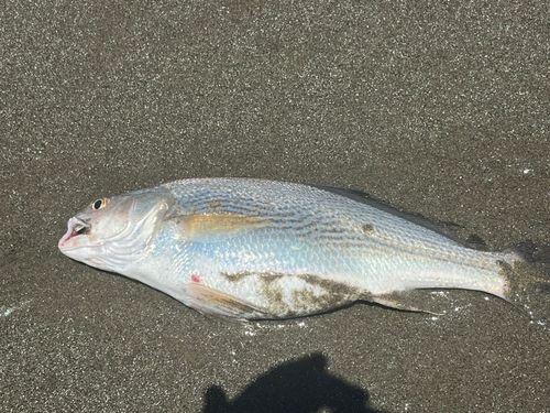 イシモチ