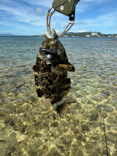 ヒロサーの釣果