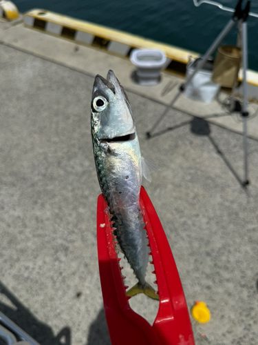 サバの釣果