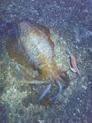 アオリイカの釣果