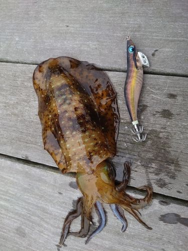 アオリイカの釣果