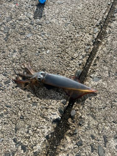 ヤリイカの釣果