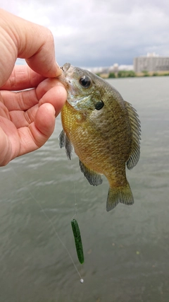 ブルーギルの釣果