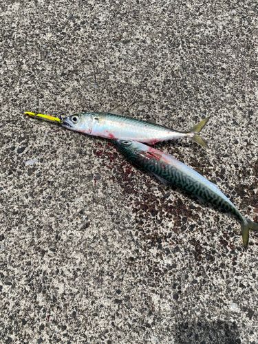 サバの釣果