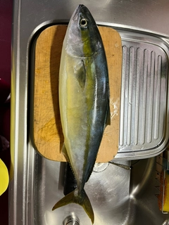 フクラギの釣果