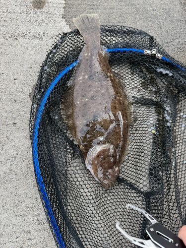 ヒラメの釣果