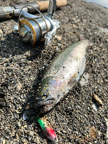 ニジマスの釣果