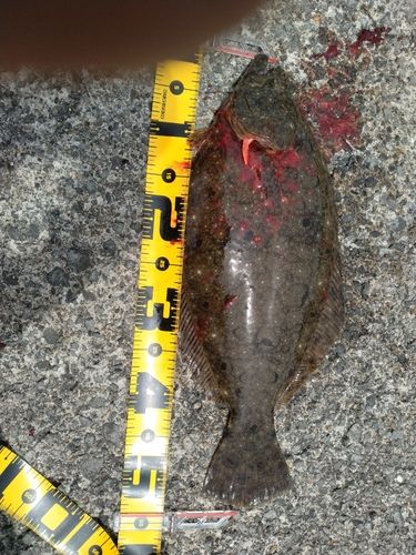 ヒラメの釣果