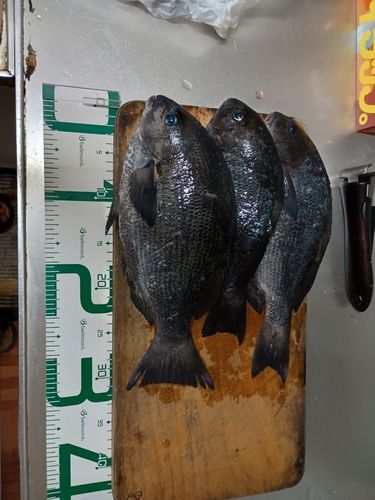 クチブトグレの釣果