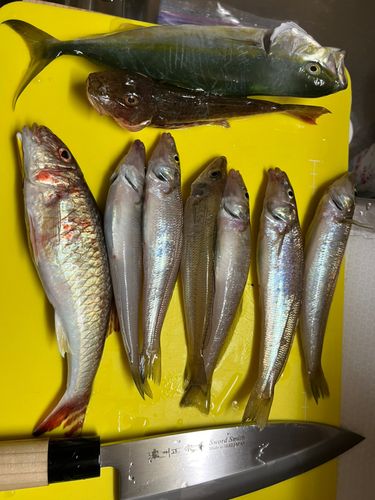 シロギスの釣果