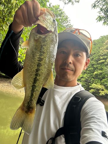 ラージマウスバスの釣果