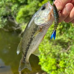 ラージマウスバス