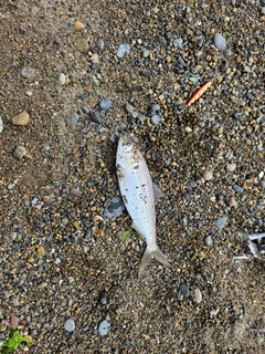 コノシロの釣果