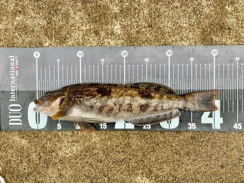 アイナメの釣果