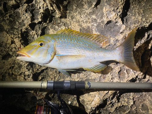 ハマフエフキの釣果
