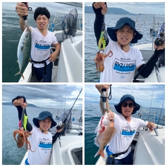 ハマチの釣果