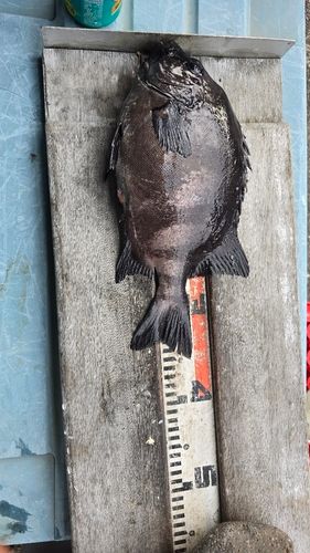 イシガキイシダイの釣果