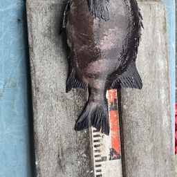 イシガキイシダイ