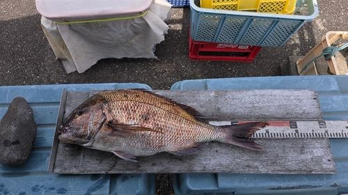 マダイの釣果