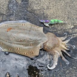 モンゴウイカ