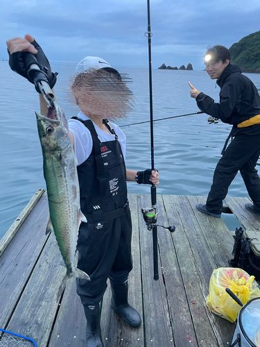 サゴシの釣果
