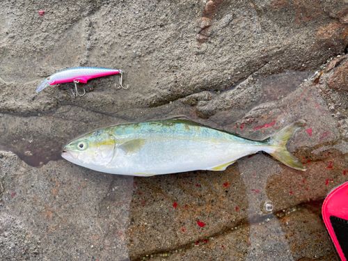 ワカシの釣果