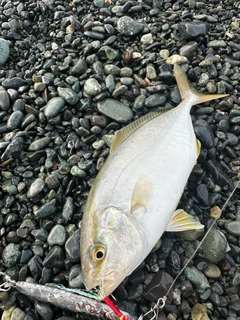 ショゴの釣果