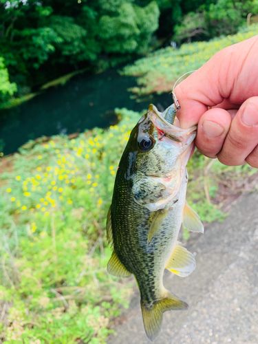 ラージマウスバスの釣果