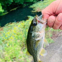 ラージマウスバス