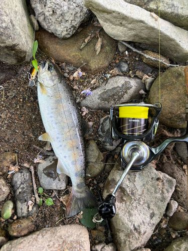 ヤマメの釣果
