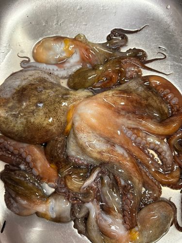 マダコの釣果