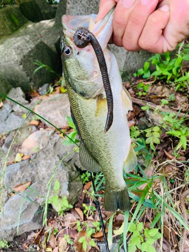 ラージマウスバスの釣果