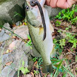 ラージマウスバス