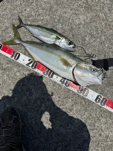 ハマチの釣果