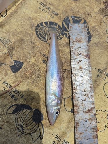 キスの釣果