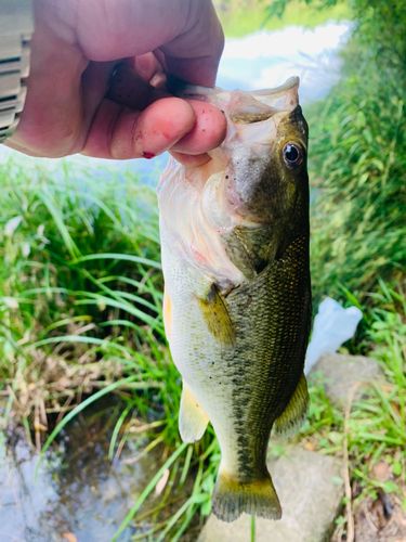 ラージマウスバスの釣果