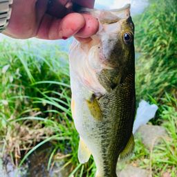 ラージマウスバス