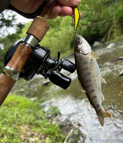 ヤマメの釣果