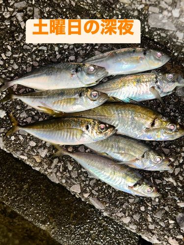 アジの釣果