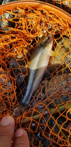 カワムツの釣果