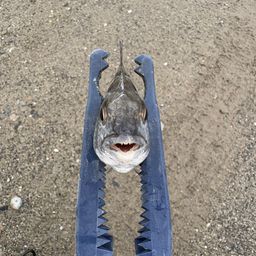 クロダイ
