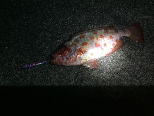 ゴマヒレキントキの釣果
