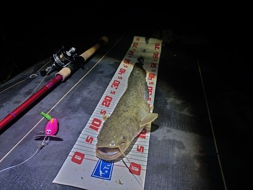 ナマズの釣果